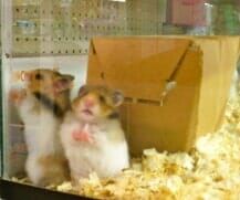 Pet Food, Pet Supplies in Rocky Point, NY