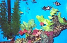 Fish Tank, Aquarium Tanks in Rocky Point, NY