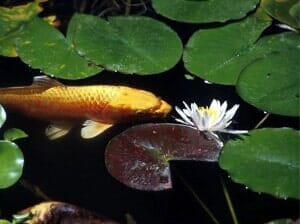 Fish, Water Gardens in Rocky Point, NY Fish, Water Gardens in Rocky Point, NY