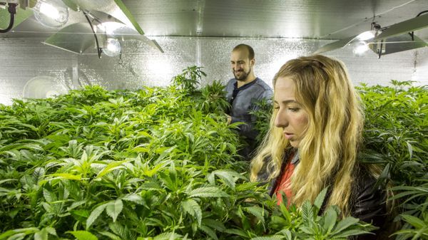 couple growing cannabis