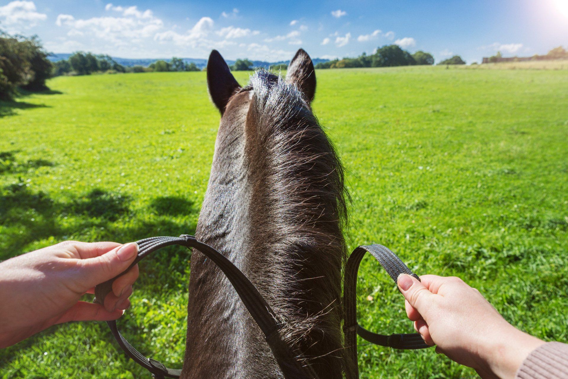 holding reins