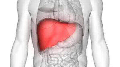 liver diagram