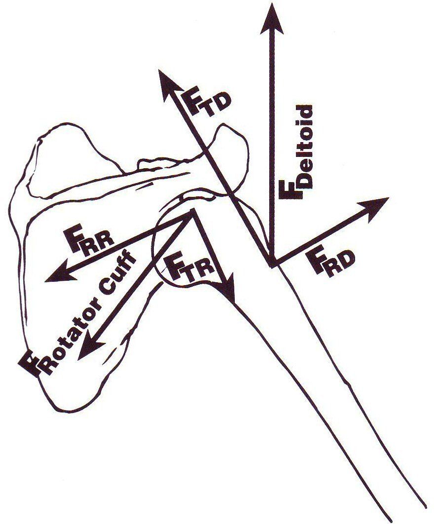 shoulder blade mechanical forces