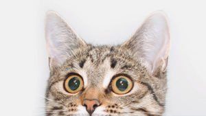 cat showing just his upper face
