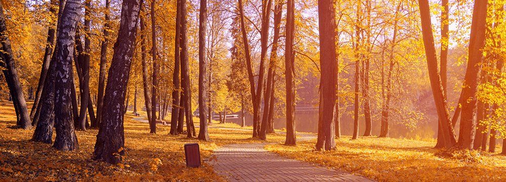 park with tall trees with orange leaves