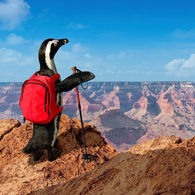 Image of a p;enguin