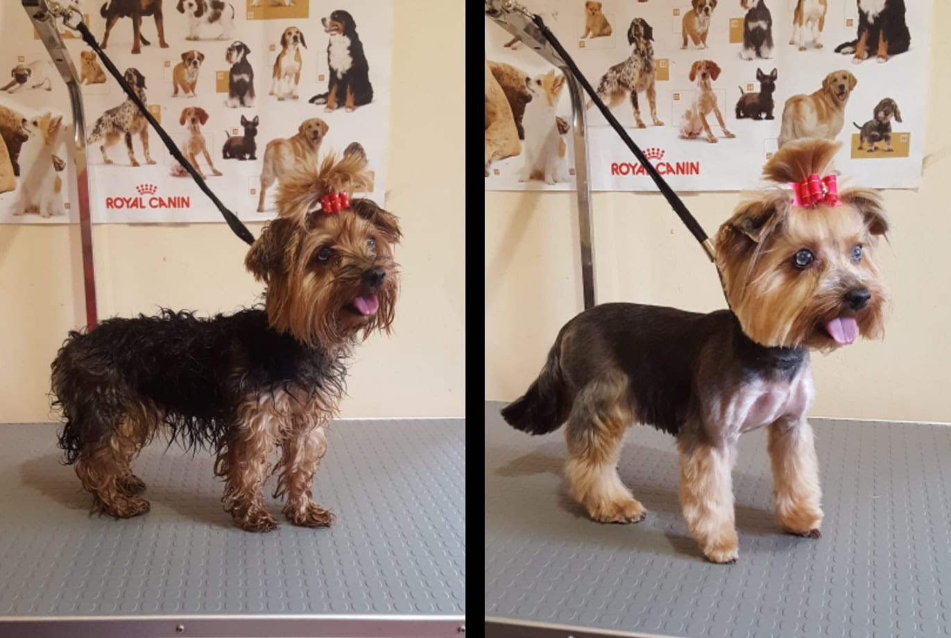 Art of Grooming | Suņu frizētava Imantā, bilde 22