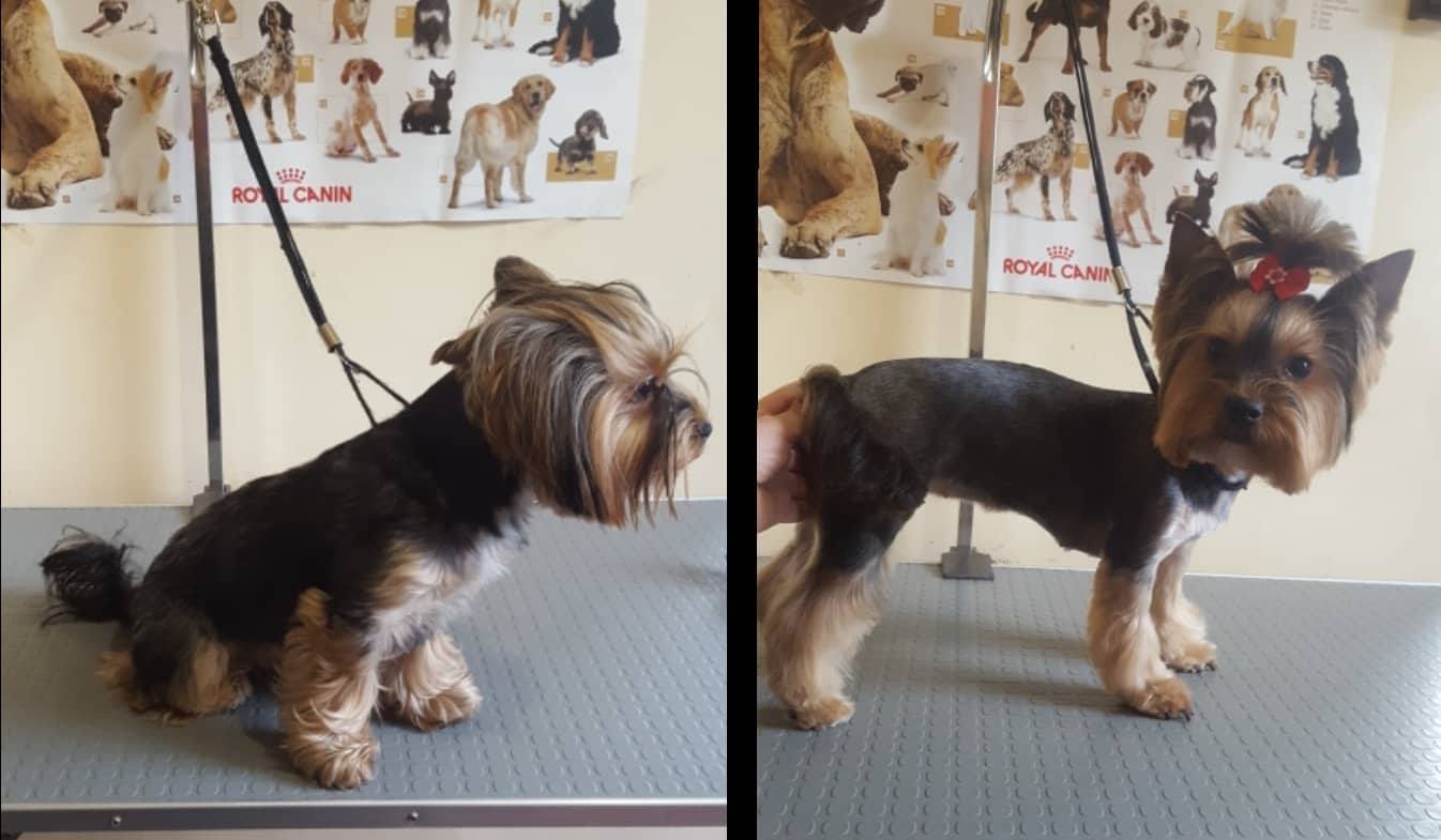 Art of Grooming | Suņu frizētava Imantā, bilde 20