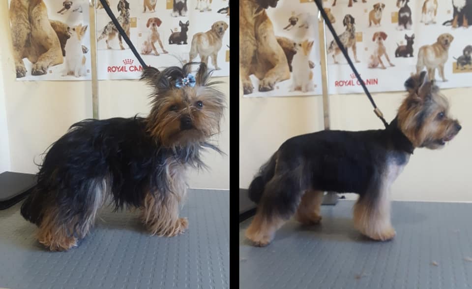 Art of Grooming | Suņu frizētava Imantā, bilde 18