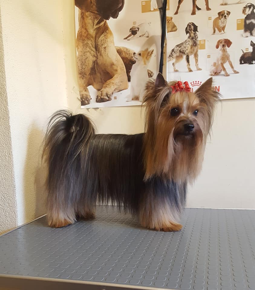 Art of Grooming | Suņu frizētava Imantā, bilde 29