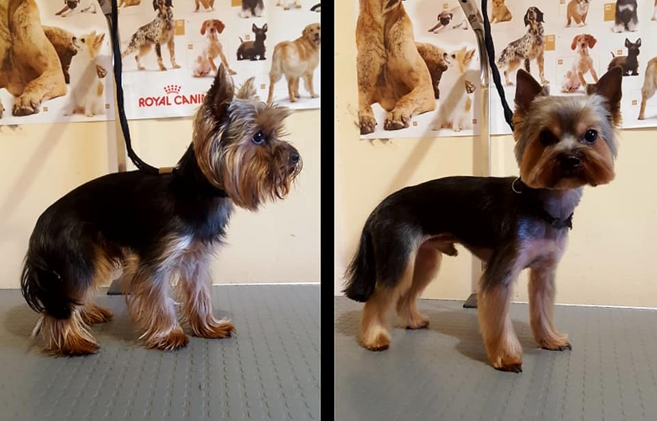 Art of Grooming | Suņu frizētava Imantā, bilde 23