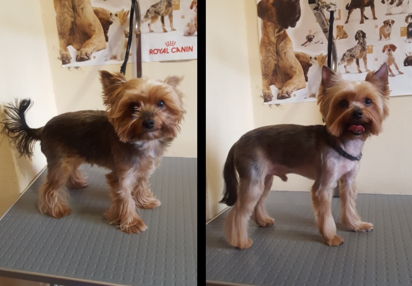 Art of Grooming | Suņu frizētava Imantā, bilde 36