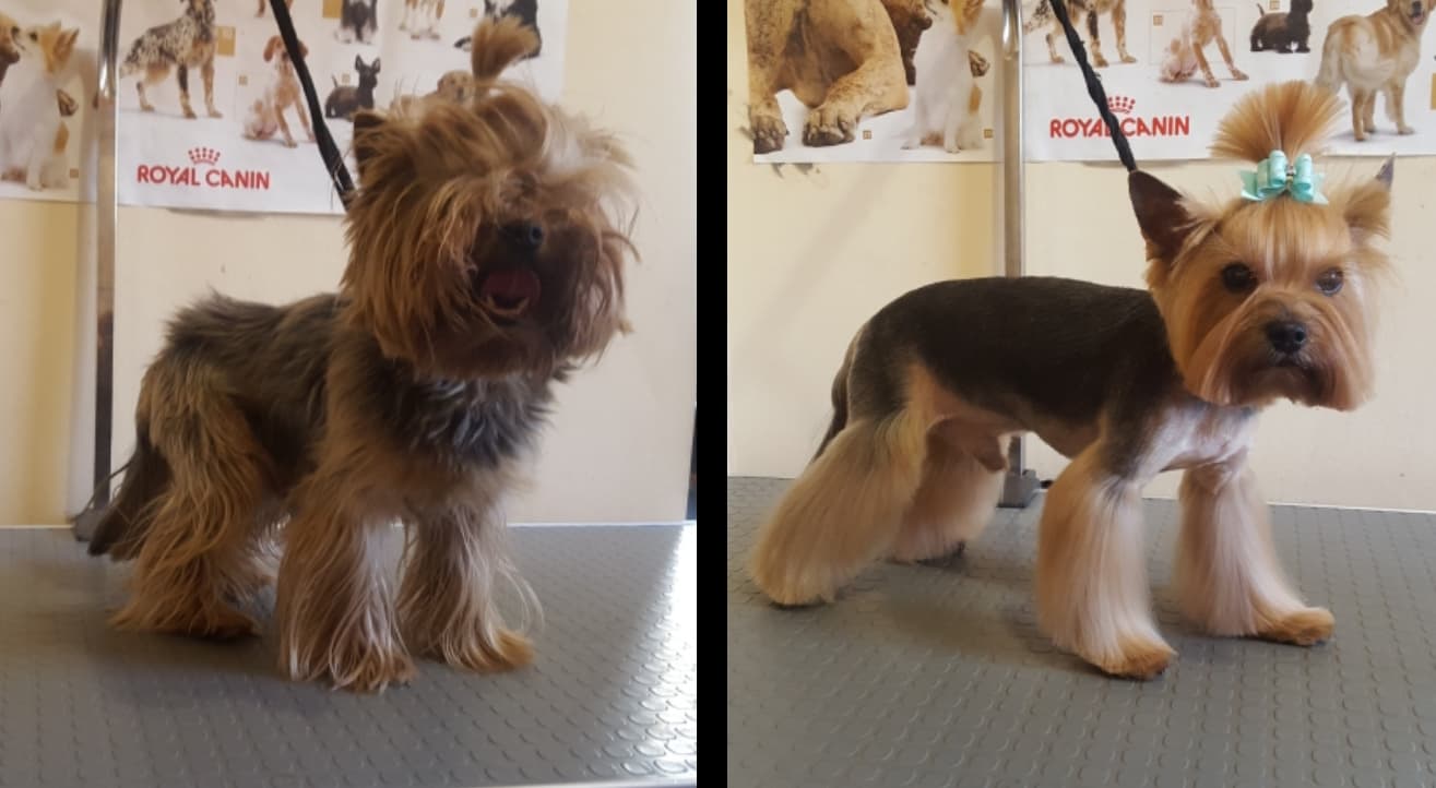 Art of Grooming | Suņu frizētava Imantā, bilde 40