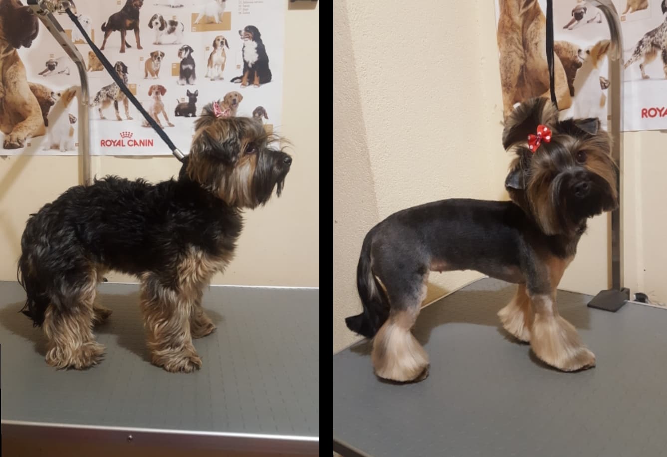 Art of Grooming | Suņu frizētava Imantā, bilde 43