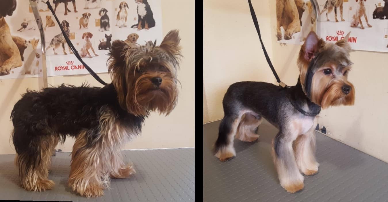 Art of Grooming | Suņu frizētava Imantā, bilde 42