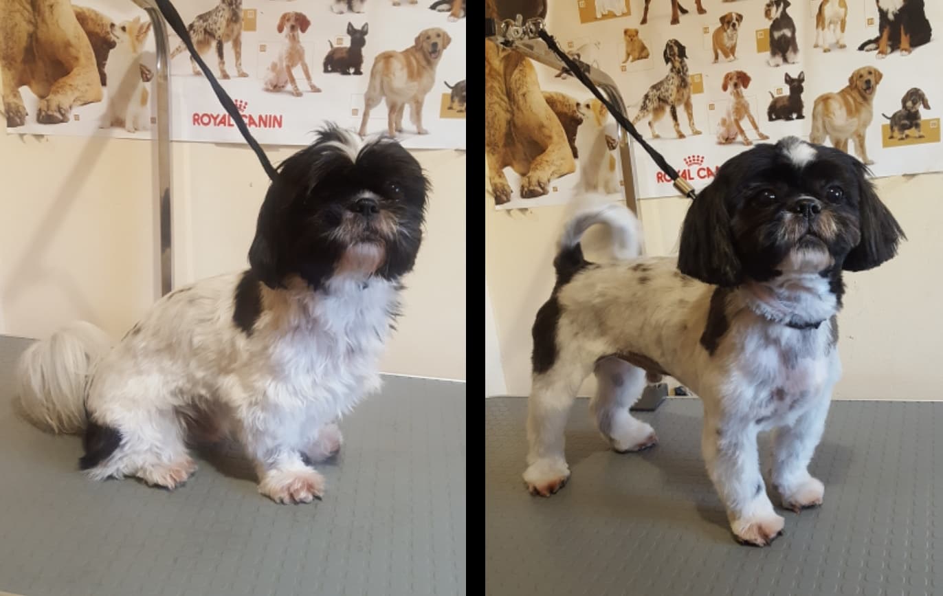Art of Grooming | Suņu frizētava Imantā, bilde 48