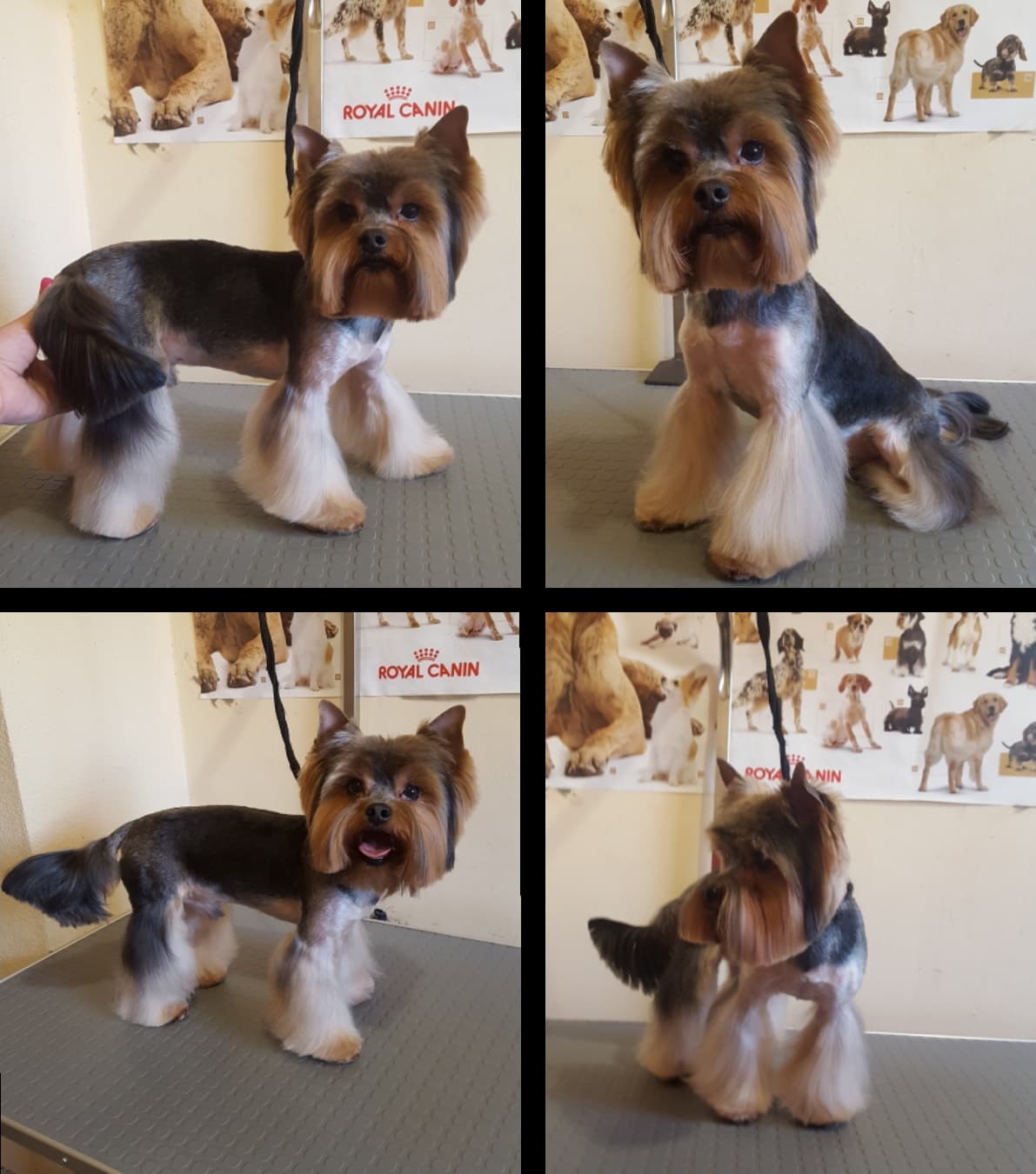 Art of Grooming | Suņu frizētava Imantā, bilde 45