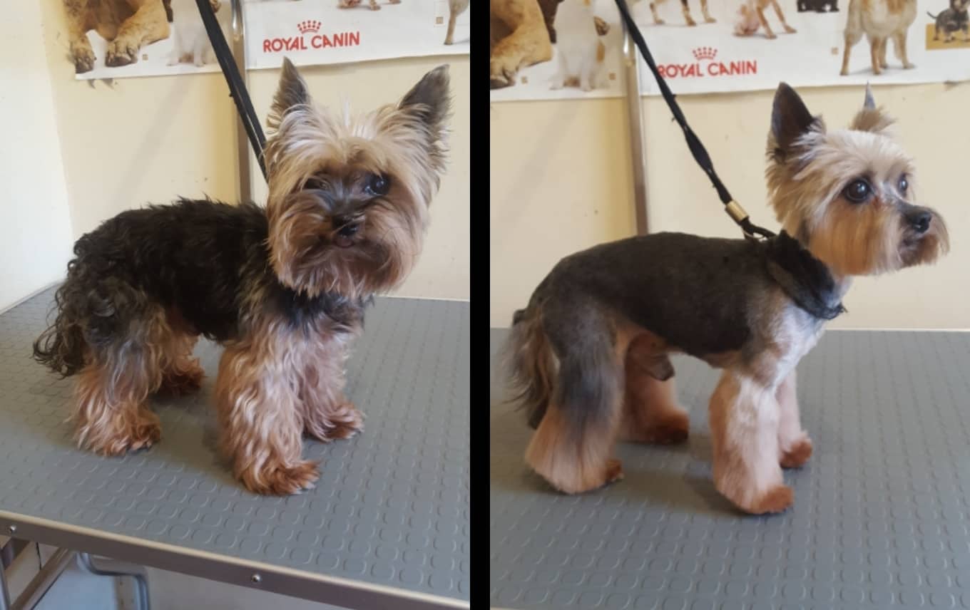 Art of Grooming | Suņu frizētava Imantā, bilde 51
