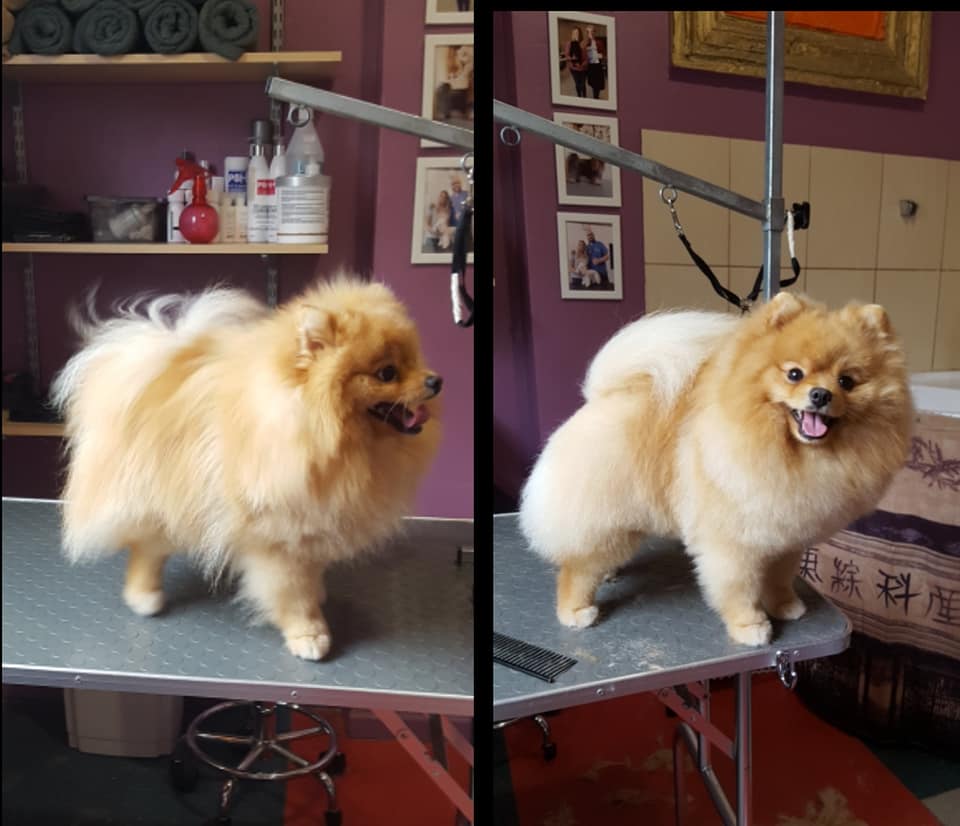 Art of Grooming | Suņu frizētava Imantā, bilde 53