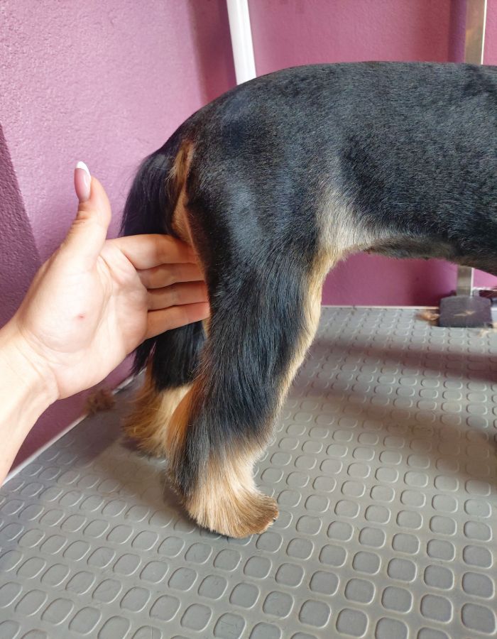 Art of Grooming | Suņu frizētava Imantā, bilde 85