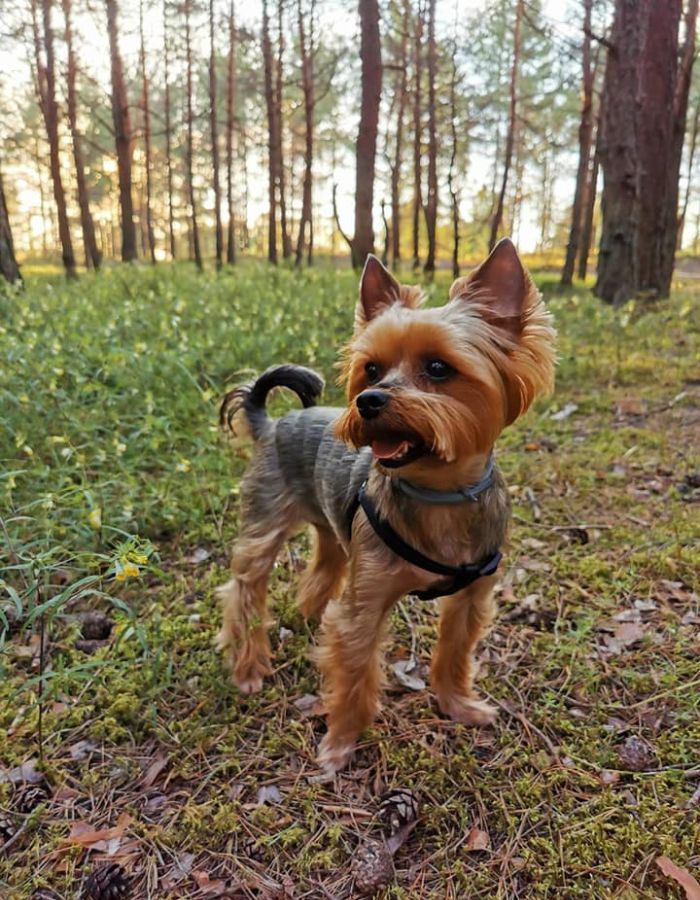 Art of Grooming | Suņu frizētava Imantā, bilde 68