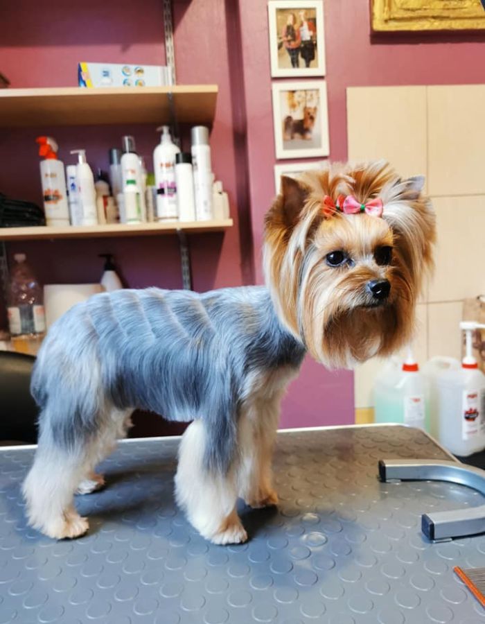 Art of Grooming | Suņu frizētava Imantā, bilde 61