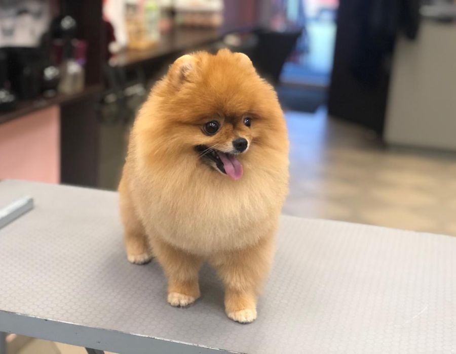 Art of Grooming | Suņu frizētava Imantā, bilde 57