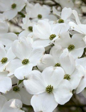 White Flowers - Nursery in Tampa, FL White Flowers - Nursery in Tampa, FL