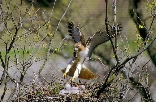 A bird is standing in a nest with its wings outstretched.