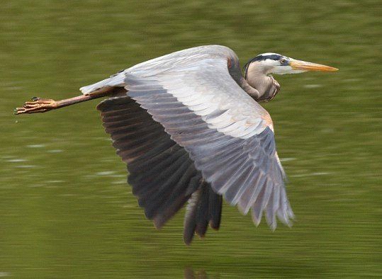 A bird is flying over a body of water