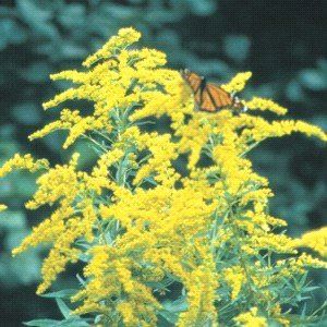 A butterfly is perched on a yellow flower