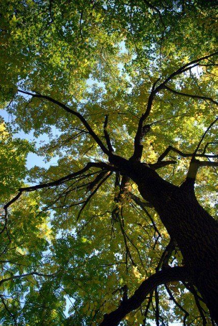 Looking up at a tree with lots of branches and leaves
