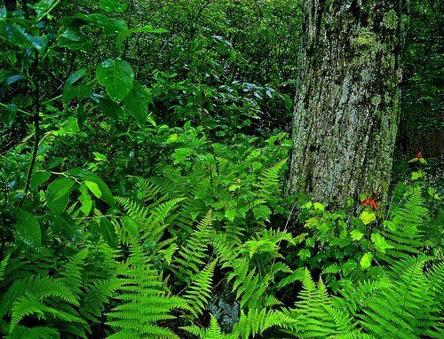 A tree surrounded by ferns and leaves in a lush green forest.
