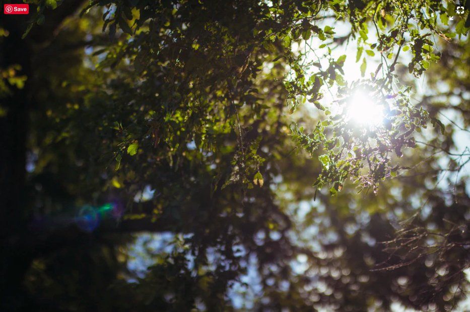 The sun is shining through the leaves of a tree.