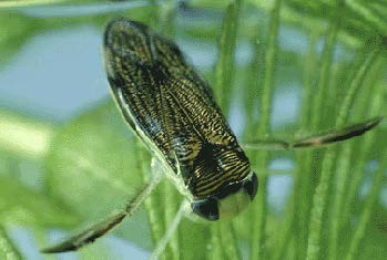 A close up of a bug swimming in the water.