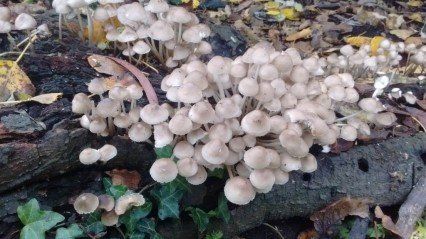 A bunch of mushrooms are growing on a rock.
