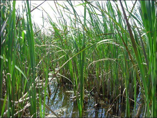 A swamp filled with tall grass and water.
