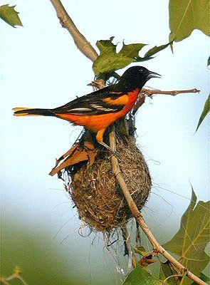 A bird is perched on top of a nest on a tree branch.