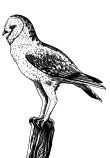 A black and white drawing of a bird perched on a tree branch.