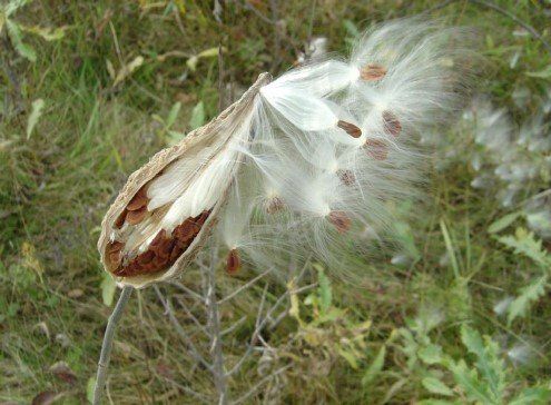 A close up of a plant with seeds coming out of it.