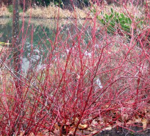 redosier dogwood