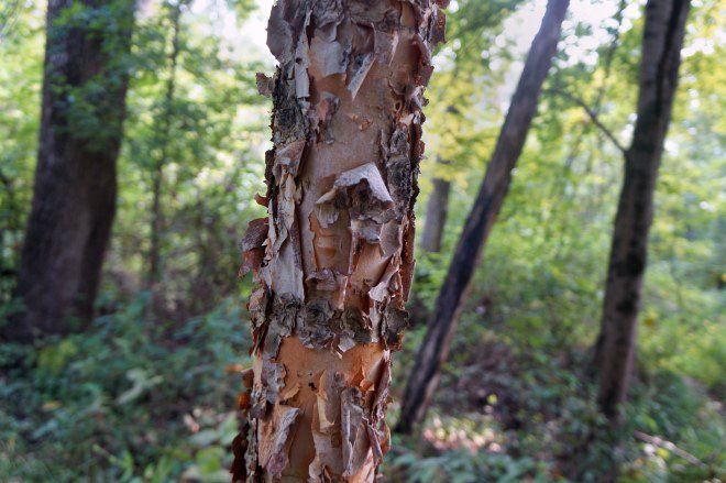 River Birch
