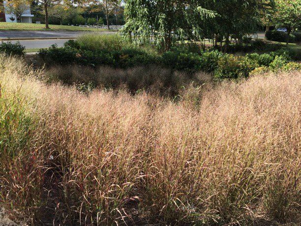 switch grass