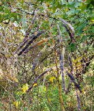 Wild Senna