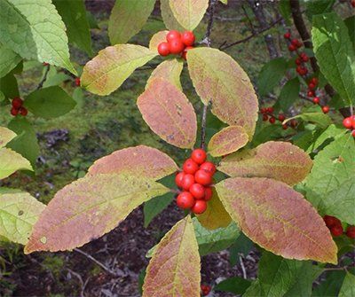 winterberry