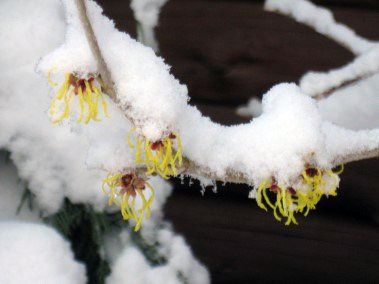 witch hazel