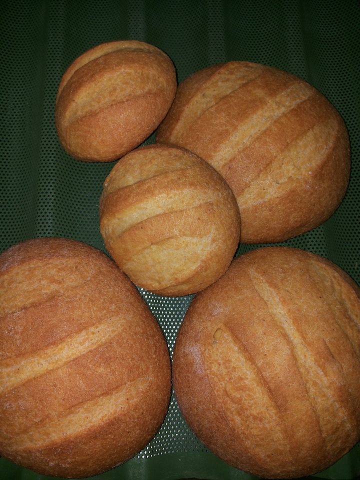 panini
