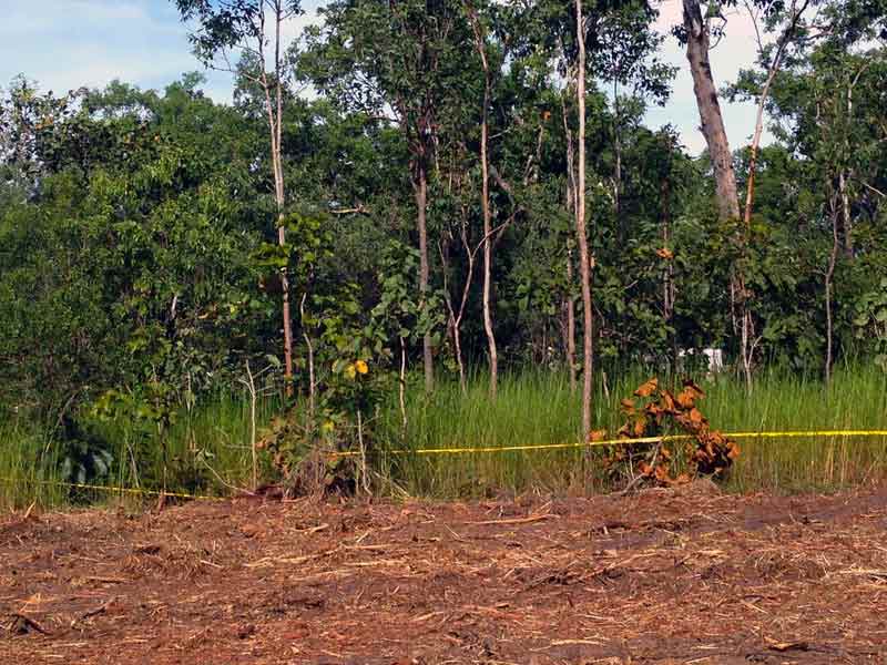 Grass and trees — settlement in Palmerston, NT Grass and trees — settlement in Palmerston, NT