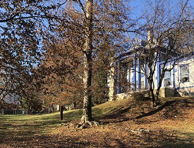 Huge Tree — Clifton, NJ — Evergreen Commercial Real Estate Brokers Inc