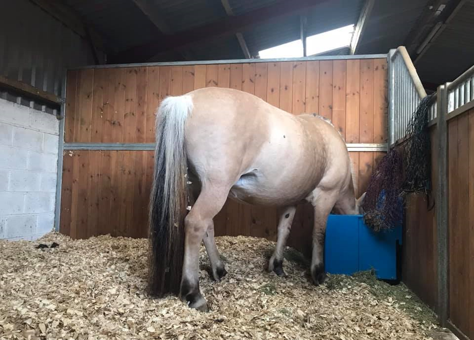 Hay feeding 1